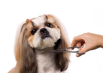 Should you use different scissors for grooming around your dog’s eyes?