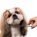 Should you use different scissors for grooming around your dog’s eyes?