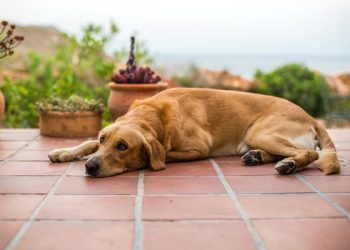 Signs of Hip Problems in Dogs