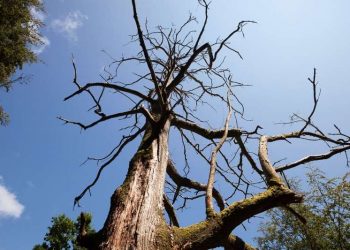 What Does a Dying Tree Look Like? The Signs Explained