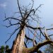 What Does a Dying Tree Look Like? The Signs Explained