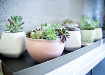 The Benefits of Hydroponic Farming