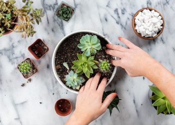 7 Easy Ways to Care for Succulents