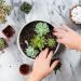 7 Easy Ways to Care for Succulents