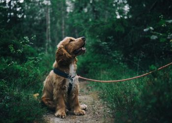 Reviewing Factors in Dog Attack Cases