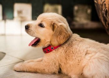 Does Your Dog Need Supplements? The Answer Is Yes