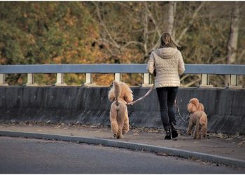 Engaging in Dog Walk Brisbane Activities