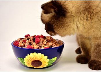 Whatare Different Typesof Pet Food ManufacturingInsurance?