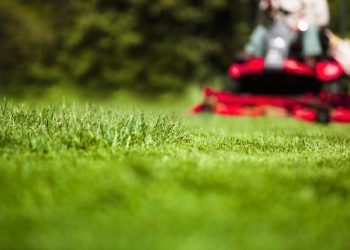 5 Questions to Ask Before Selecting Professional Lawn Care Services