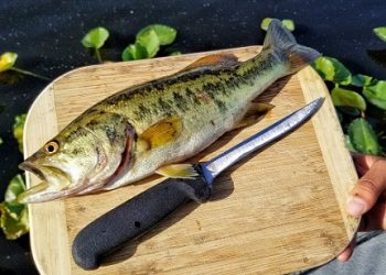 What Are the Best Ways to Cook Largemouth Bass?