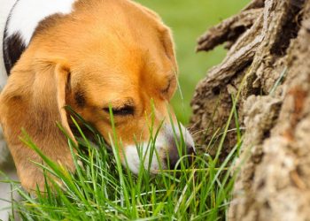 What To Do If Your Dog Starts Eating Grass?