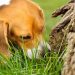 What To Do If Your Dog Starts Eating Grass?