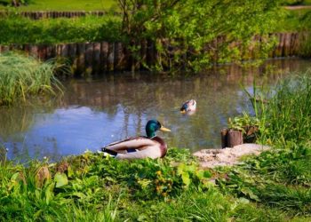 What You Should Know About Aeration Systems