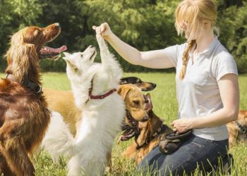 Tips and Easy Tricks You Can Teach Your Dog
