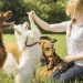 Tips and Easy Tricks You Can Teach Your Dog