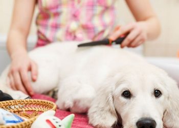 Starting Your Own Pet Business: Top 3 Ideas