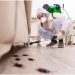 Eeek! How to Get Rid of the 3 Most Common Household Pests