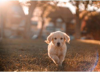 Are Cavachons High Maintenance?