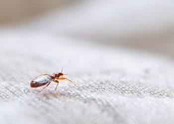 HOW TO KEEP BED BUGS FROM HITCHHIKING HOME WITH YOU
