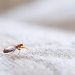 HOW TO KEEP BED BUGS FROM HITCHHIKING HOME WITH YOU