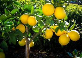 Tips for Keeping Your Lemon Tree Healthy