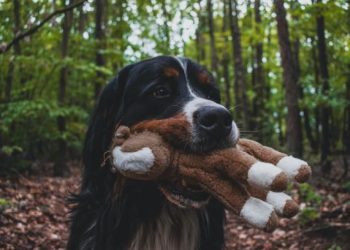 6 Tips for Establishing a Dog Toy Company