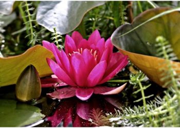 Small Space For a Garden? A Tiny Pond Will Do the Job!