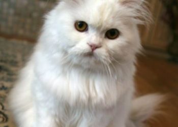 How Long Do Cats Live – Does The Region Affect The Cat’s Lifespan?