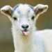 The Great Goat Milk Controversy