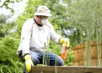 When to fertilize your garden?