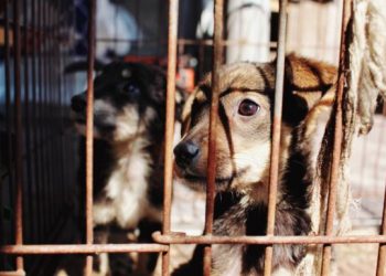 How to Stop Animal Abuse in the Modern World