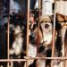 How to Stop Animal Abuse in the Modern World