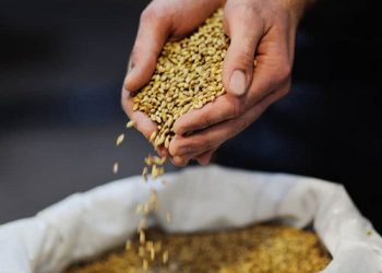 How Malt is good for your health?