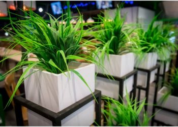 What Kind of Pots Is Best for Indoor Plants?