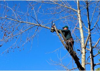 5 Tips to hire a professional tree trimmer