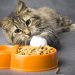 What Food Is Best For Your Cat?