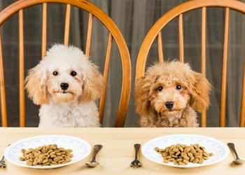 Things You Need to Know Before Buying Pet Products Online?