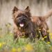What Are the Important Things to Know About Cairn Terrier Dog Breeds