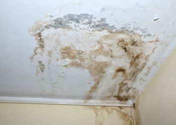Is There Mold in my Home? How to Detect Mold
