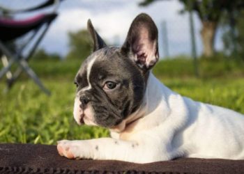 Everything You Need to Know Before Adopting a French Bull Dog
