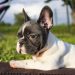 Everything You Need to Know Before Adopting a French Bull Dog