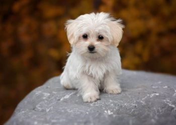 Benefits of Having Maltese Dog Breeds at Home