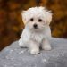 Benefits of Having Maltese Dog Breeds at Home