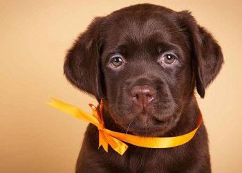 What You Need to Know about Chocolate Labrador Retrievers