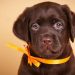 What You Need to Know about Chocolate Labrador Retrievers