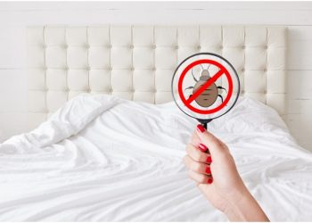 This Is How to Get Rid of Bed Bugs in Your Home