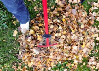 Yard Waste Disposal: What Is the Fastest Way to Clean Your Yard?