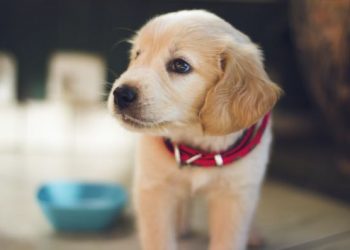 Doing right by doggo: mistakes to avoid when choosing a new puppy