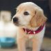 Doing right by doggo: mistakes to avoid when choosing a new puppy