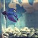 The Top 7 Aquatic Pets for Growing in a Big Urban City